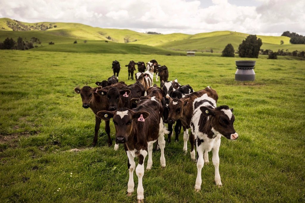 Cattle by a reservoir