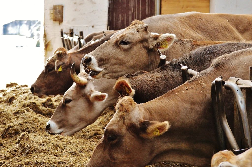 Cattle eating feed at a trough