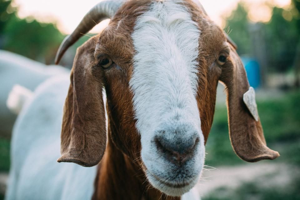 Goat livestock