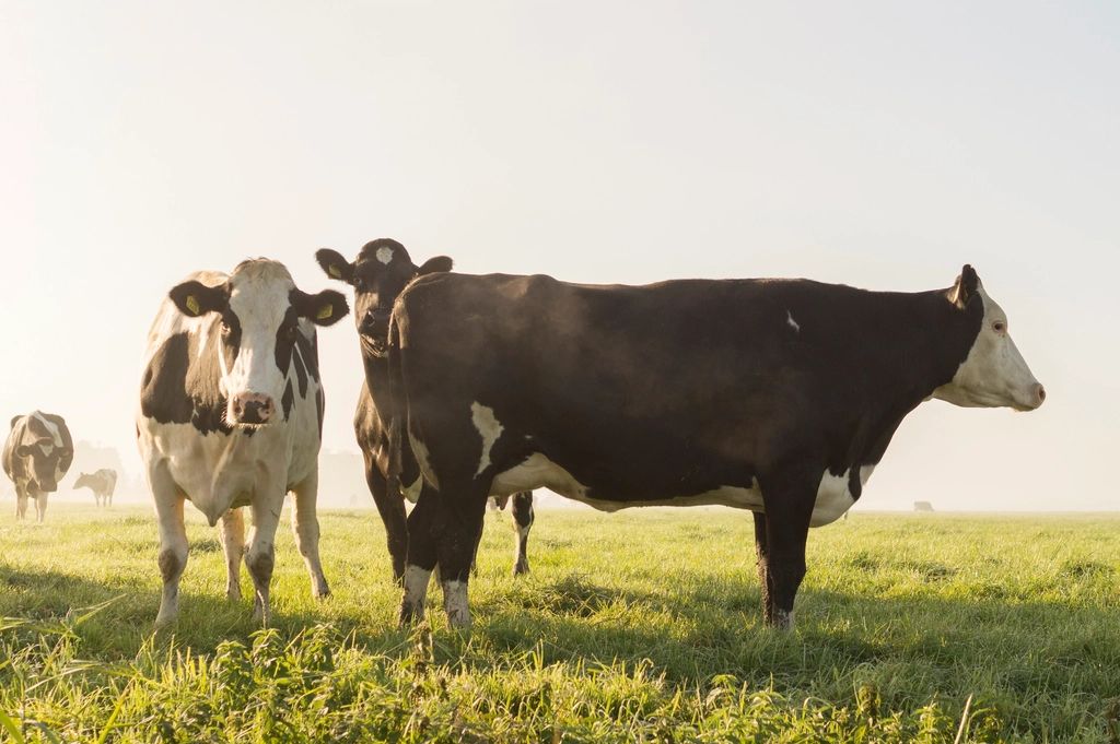 Cattle grazing on open pasture at sunrise