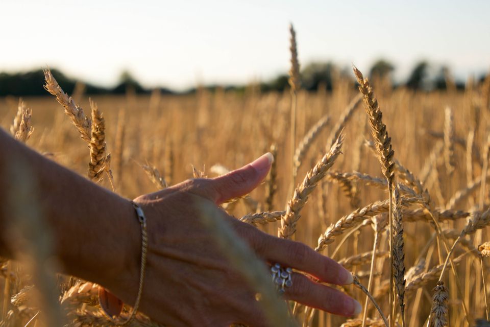 Hand brushing over a wheat field